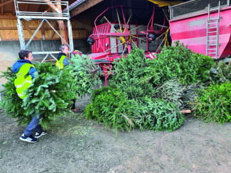 Christbäume werden gehäckselt