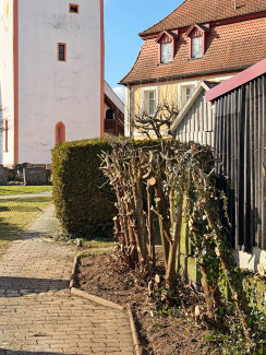 Die Hecke am Friedhof